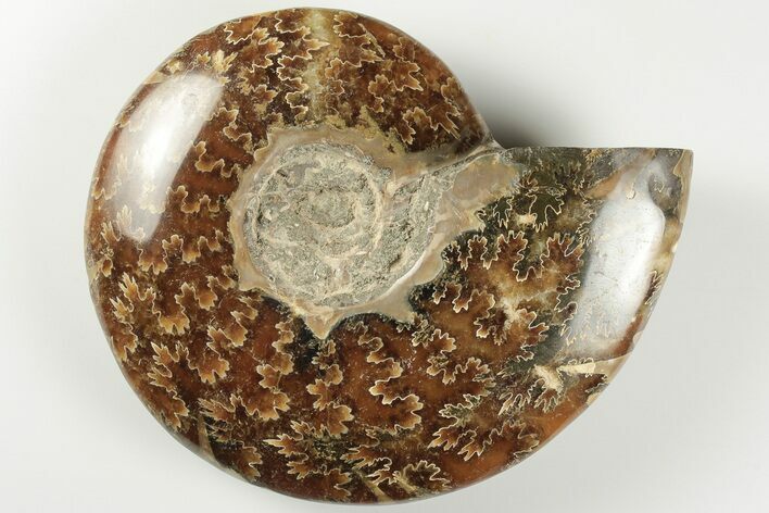 4.7" Polished Ammonite Fossil - Madagascar